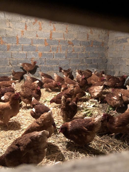 Ломан браун 6 айлык