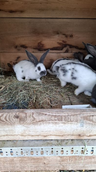 Iepuri urias german si fluture german