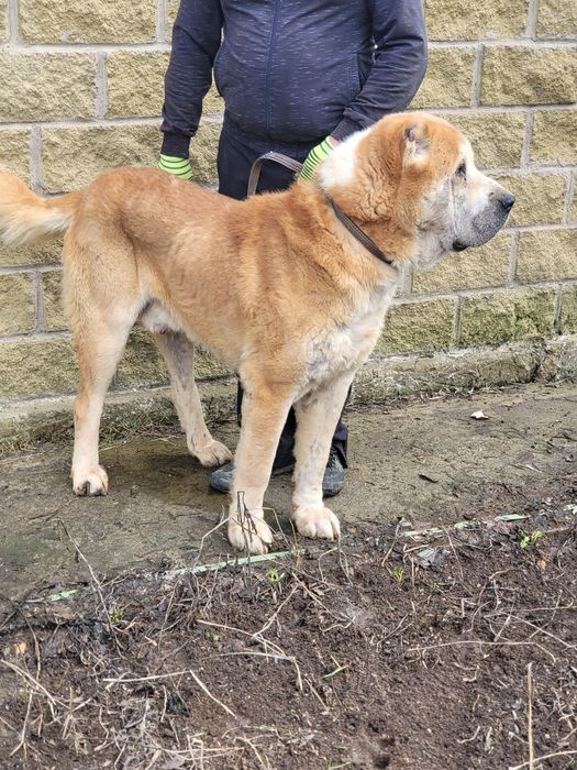 Продам алабая кобель