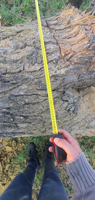 Рязане, транспорт, цепене,подреждане на дърва,почистване,извозване