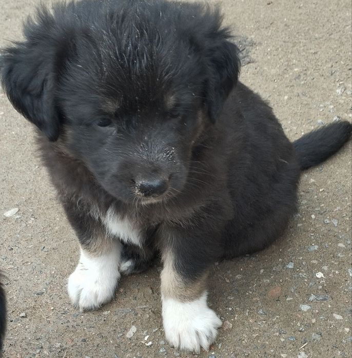 Щенятки в добрые руки