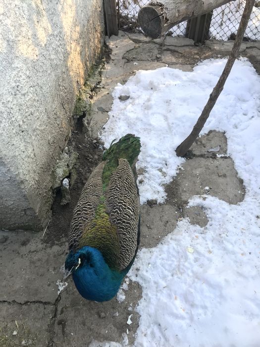 Vand paun in varsta de 2 Ani!