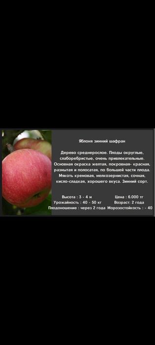 Саженцы яблоня трёх летка.