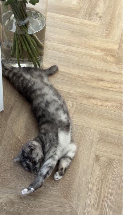 Кошка скотиш страйт