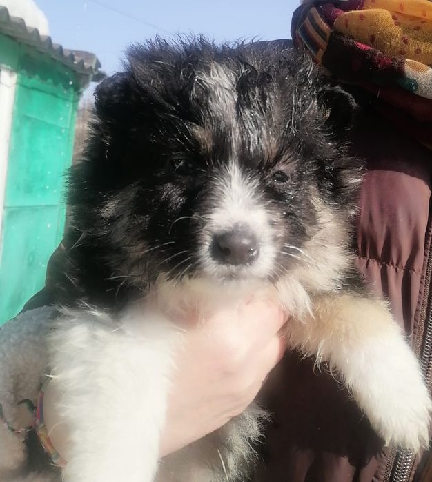 Отдам щенков в добрые руки