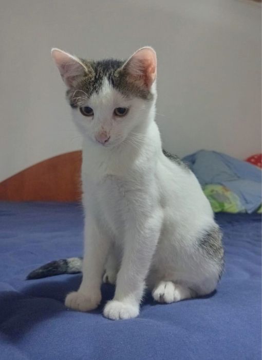 Metis  American Wirehair pui gratuit