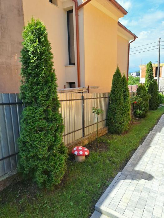 Vând tuia Smaragd 230-250 cm pentru toamnă