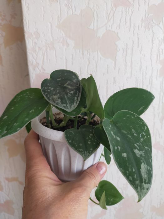 Продам Сциндапсус (Эпипремнум)