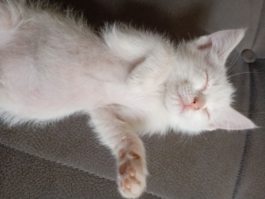 Mushukchammi faqat yaxshi boqadigan insonga beraman.