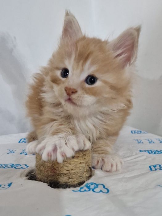 Шикарный полидакт  Мейн-Кун