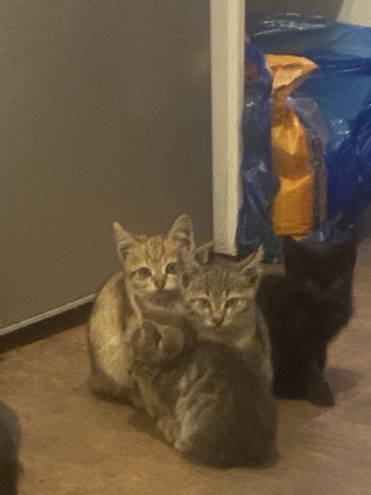 Отдам котят в хорошие руки
