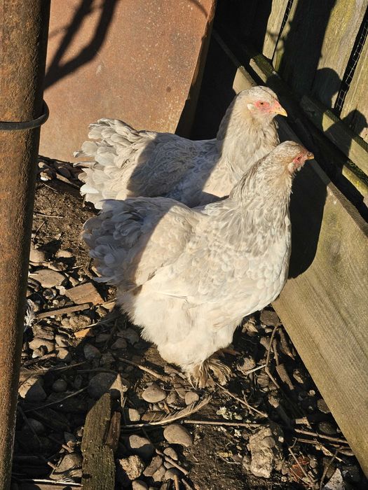 Brahma Isabel / puicuțe