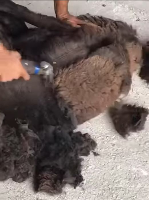 Qoʻy qirqish qoʻy junini olish Mashinkada Mcy 200