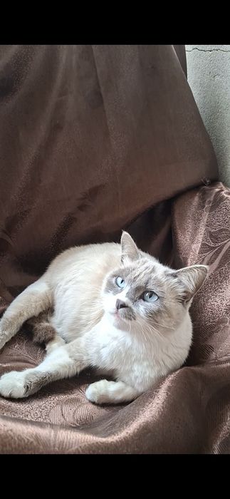 СРОЧНО! Кошка Сиамской породы беременная