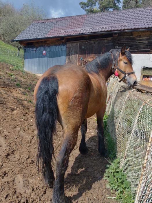 De vânzare mânză semi grea sau schimb