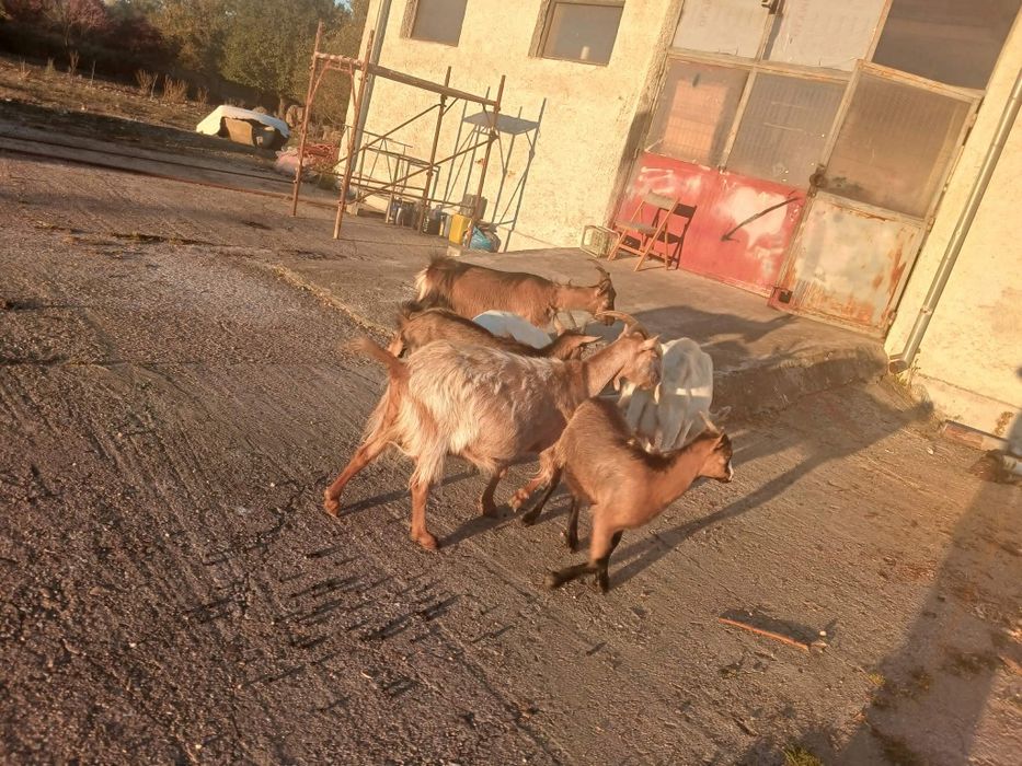 Vind 5 caprite si un tapic alb sannan cu anglod sint bune de lapte detslii la telefon