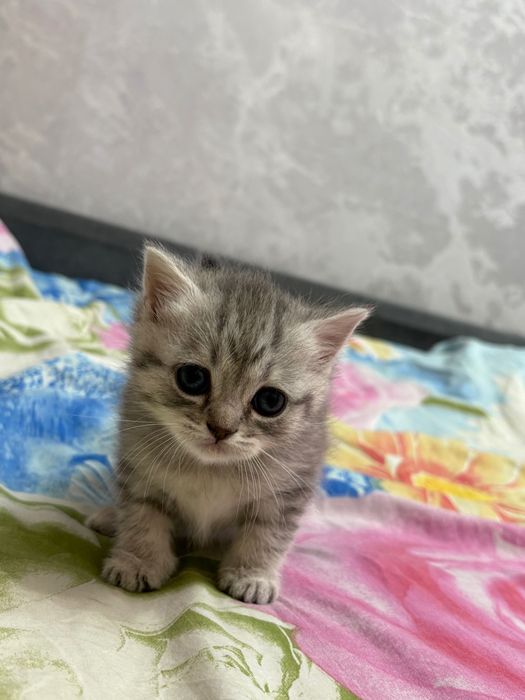 Продаются котята британцы