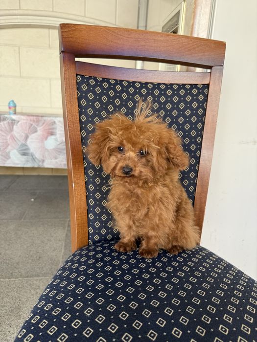 Teacup  Toy Poodle - той пудел тийкъп