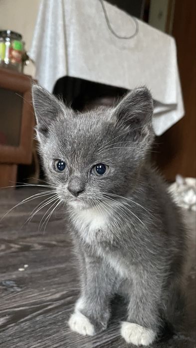 Милые котята, отдаем в добрые руки