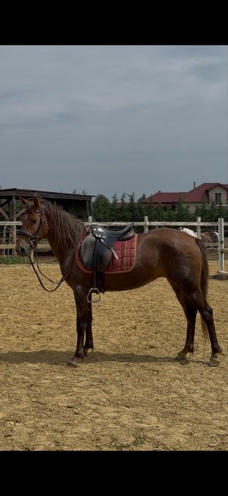 Cai potriviti pentru echitatie talie mica
