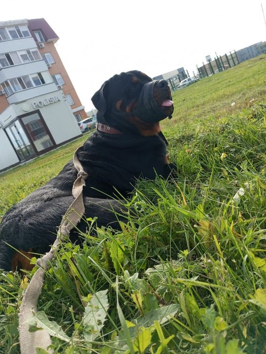 Ротвейлер, вязка, ищет подругу)))