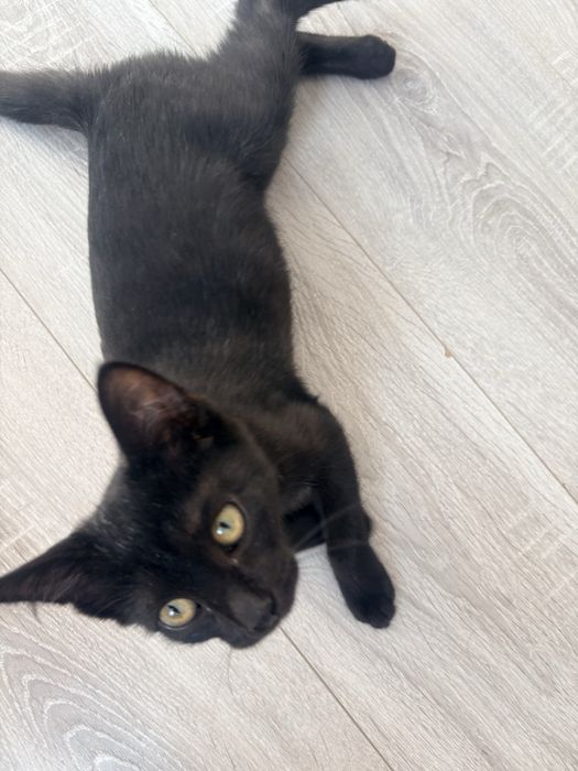Котенок в добрые руки