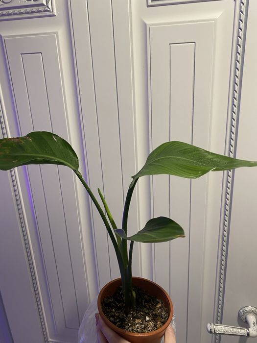 Стрелиция николая