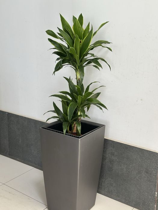 Офисные растения