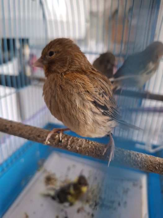 Canari de cantec tineri 2026