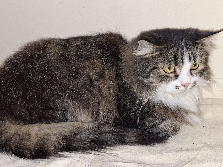 Возьми друга из приюта