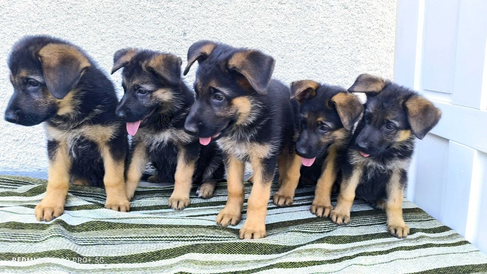 Pui Ciobanesc German