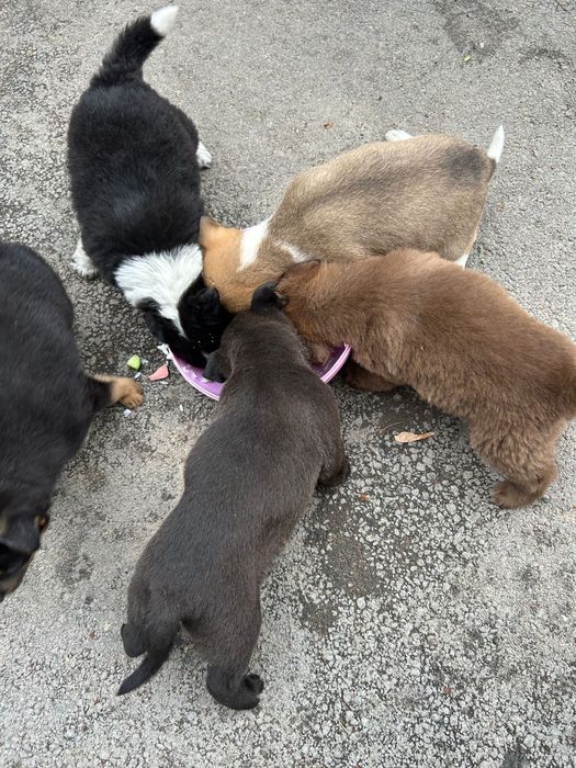 Щенков дворняжки