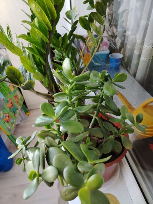 Комнатные растения