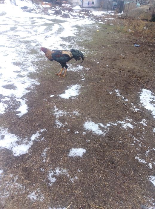 Продаются питух апрельский хороших кровей