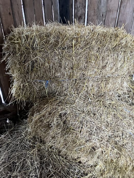 Vand baloti de fan in Sighet