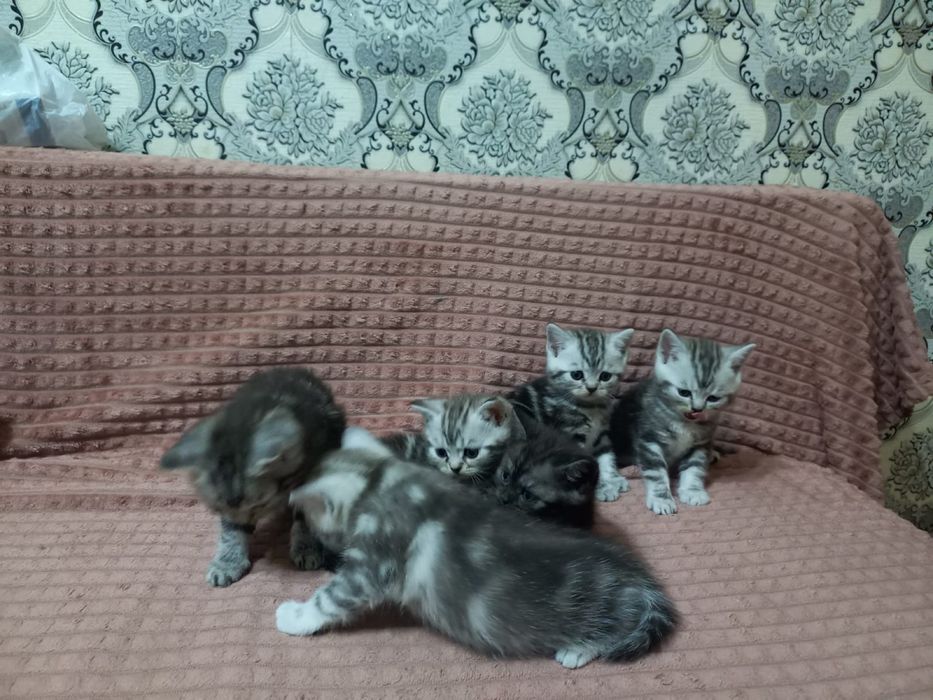 Продам котят Шотландская Скоттиш страйд прямо ухая!!ухие