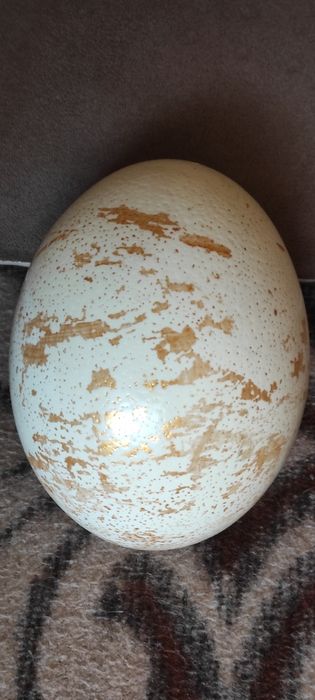 Позлатено Щраусово яйце