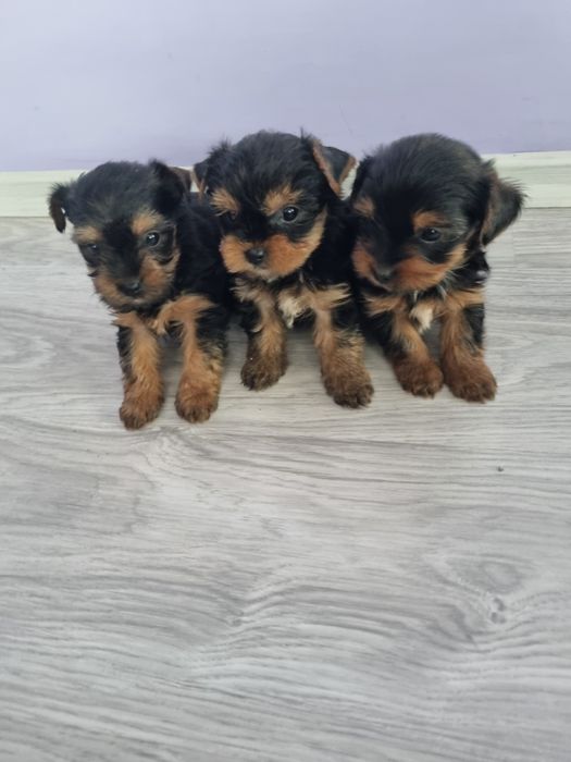 Йоркшир териери момчета.