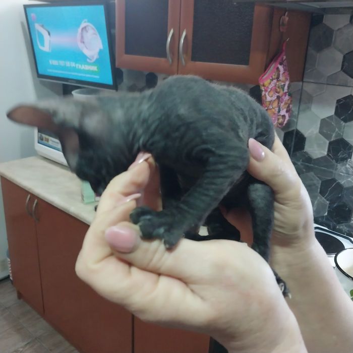 Сфинкс донской девочка