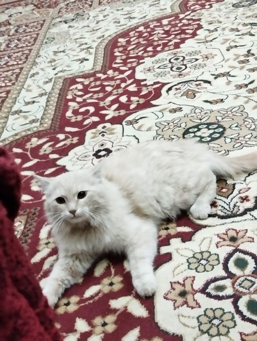 Кошка продаётся мальчишка