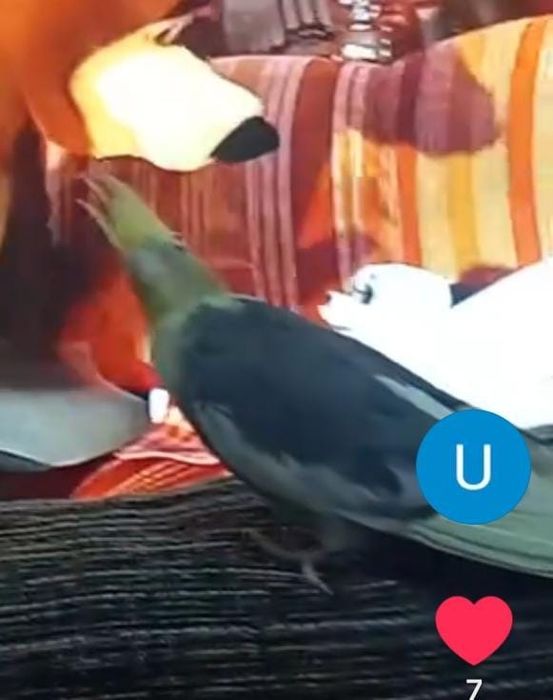 Карелла папугай самец