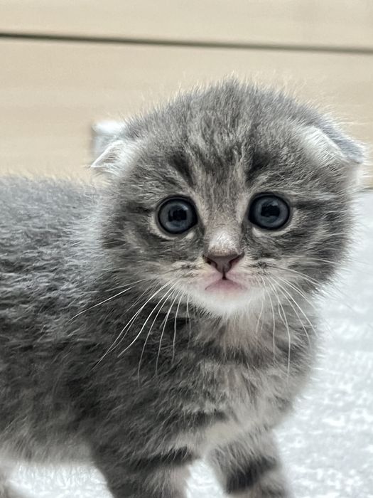 Шотландская вислоухая кошка