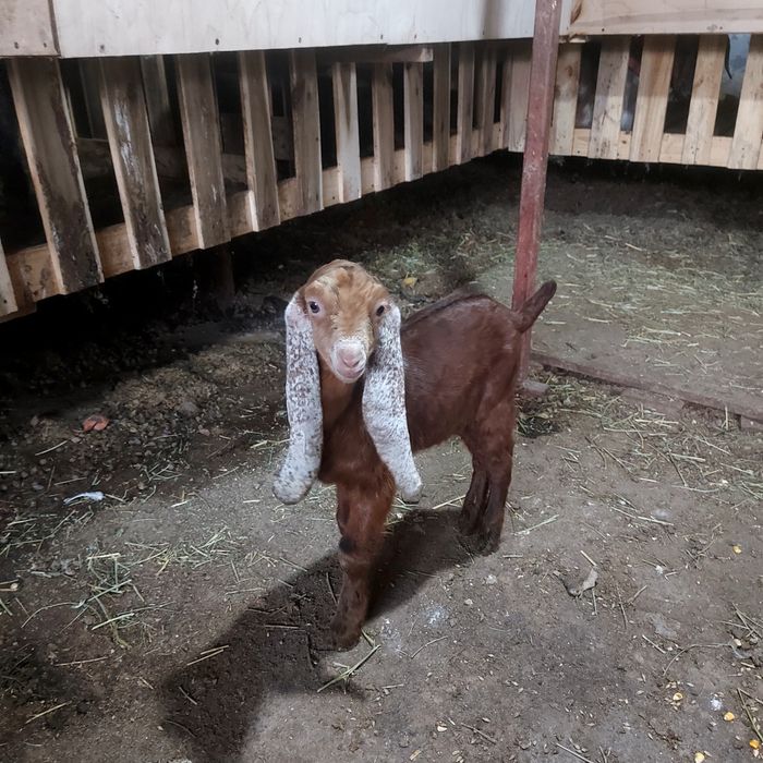 Камори%тік теке лак сатылады