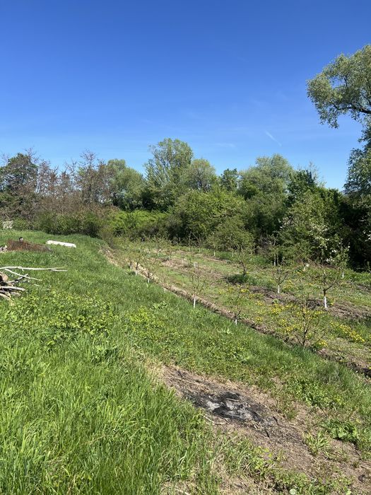 Продам яблоневый сад