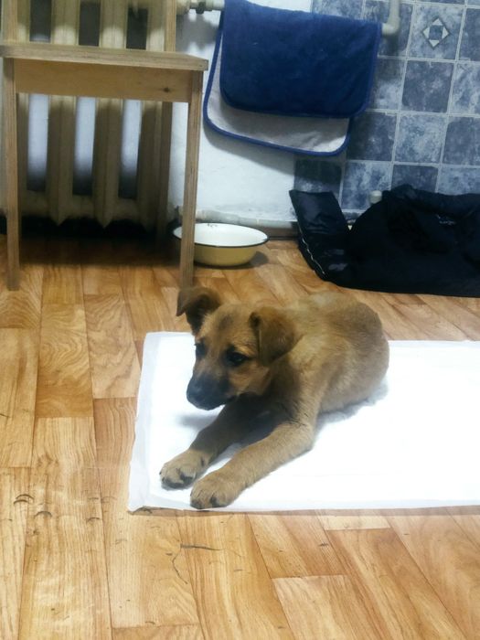 Отдается щенок, девочка