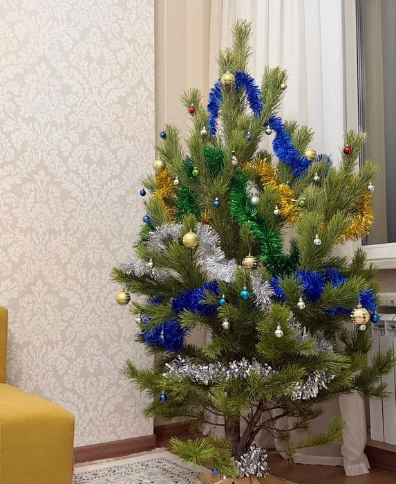 Елки живые сосна