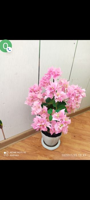 Продам черенки от 1000