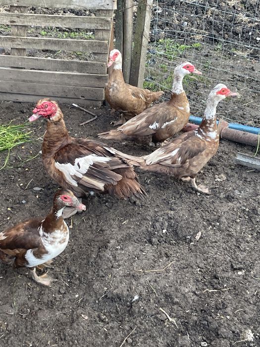 Vând rațe mute ciocolatii