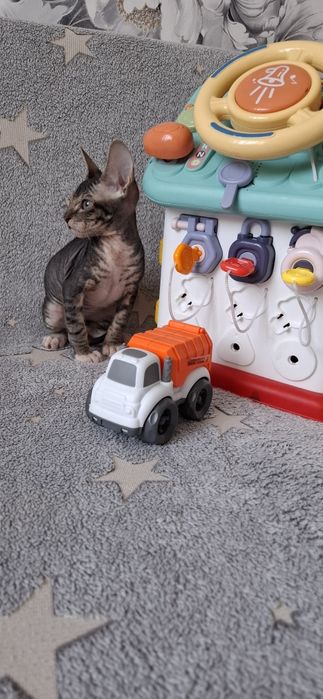 Котята канадского сфинкса