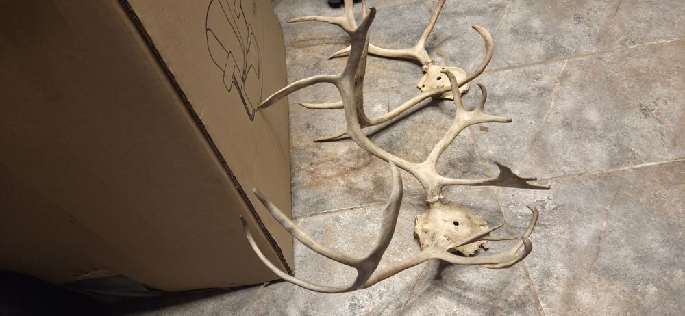 Vand 2 trofee cu coarne de ren f.rare.Vedeti cele 6 poze atasate  la anunt